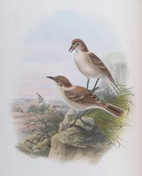 Pseudopodoces humilis (syn. Parus humilis)